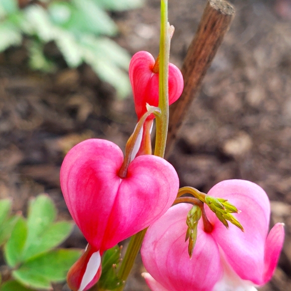 ❤️SOLD!❤️ Items past this point are ❤️SOLD!❤️ - Picture 2 of 2